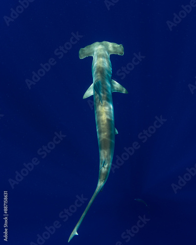 Quadro su tela Diving with a scalloped hammerhead shark in the deep blue ocean