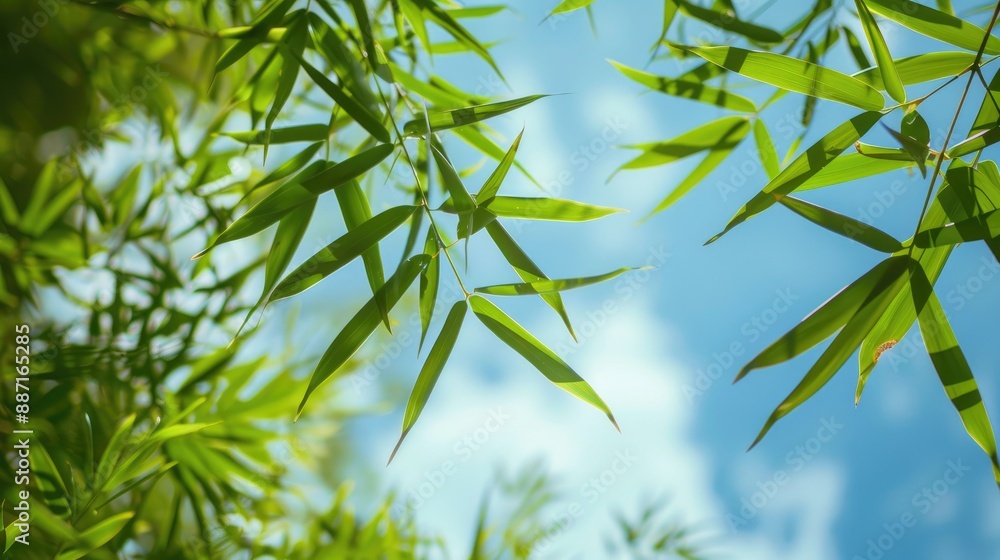 Bamboo leaves against the sky Bamboo leaves against the sky