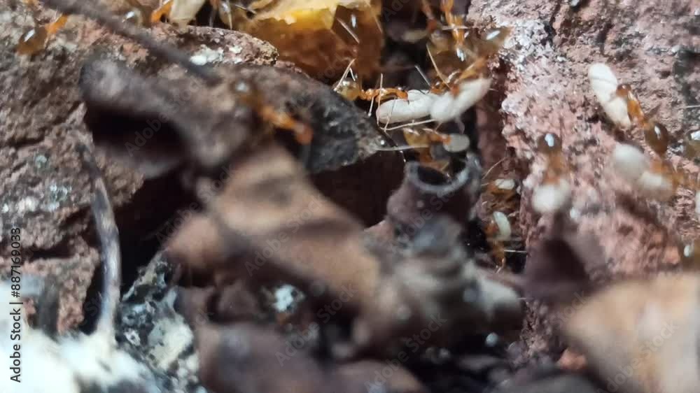The red ants rescue their eggs The red ants rescue their eggs