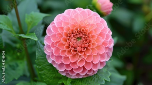 A healthy and excellent pink flower