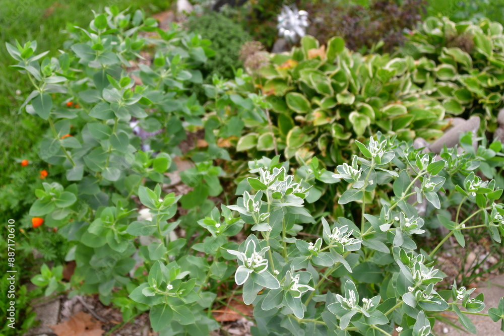 Green Plants in a Garden