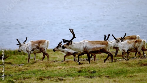Group of wild reindeer grazing along the Icelandic coastline