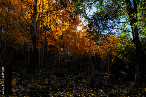 sunset in the autumn forest