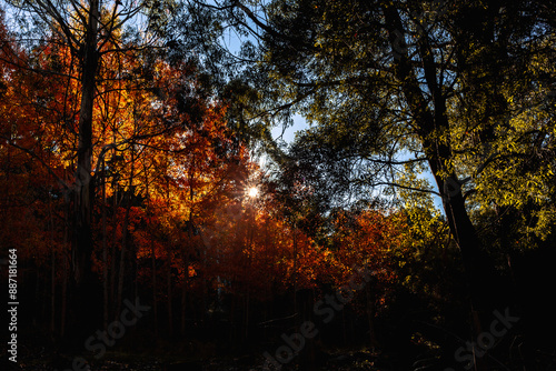 sunset in the autumn forest