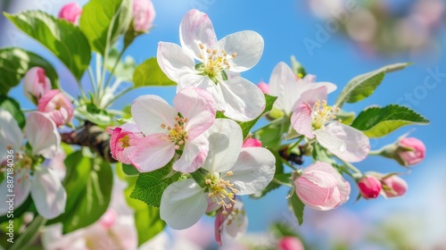 Apple tree in bloom with white and pink flowers during spring or summer