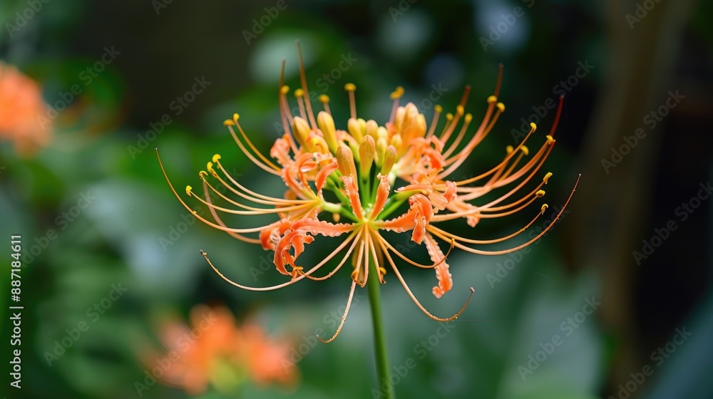 Ashoka flower Commonly Used Ornamental Yard Plant Ashoka flower Commonly Used Ornamental Yard Plant