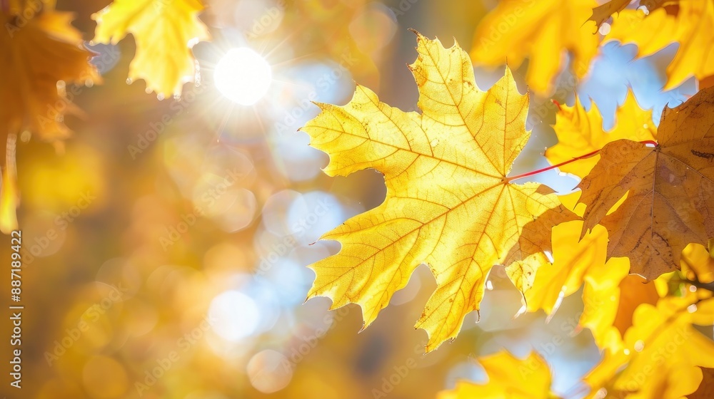Autumn Maple Tree Leaves changing on sunny days ideal for relaxation and warmth Autumn Maple Tree Leaves changing on sunny days ideal for relaxation and warmth