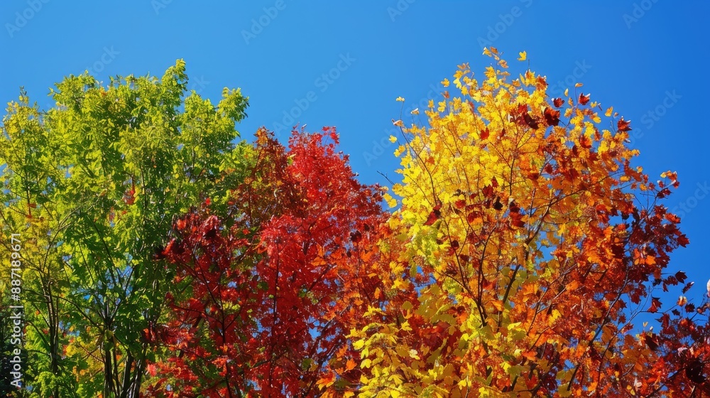 Naklejka premium Autumn trees with blue sky and colorful foliage