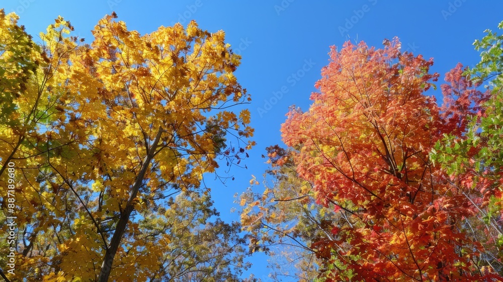 Autumn trees with blue sky and colorful foliage Autumn trees with blue sky and colorful foliage