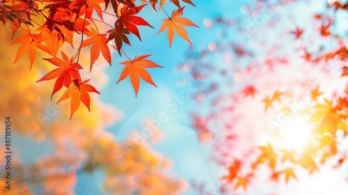 Autumn tree leaves silhouetted against the sky