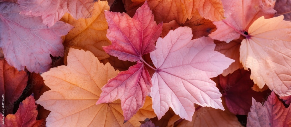 Obraz premium Autumn Leaf Texture: A Symphony of Colors
