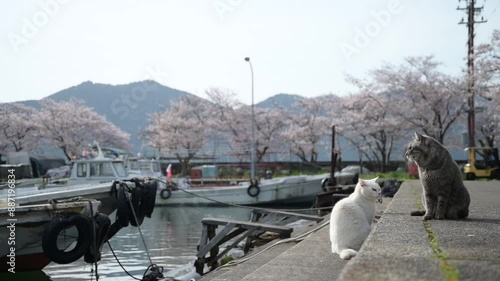 桜咲く沖島で春を過ごす地域猫の夫婦 （滋賀県近江八幡市, 2024年4月） photo