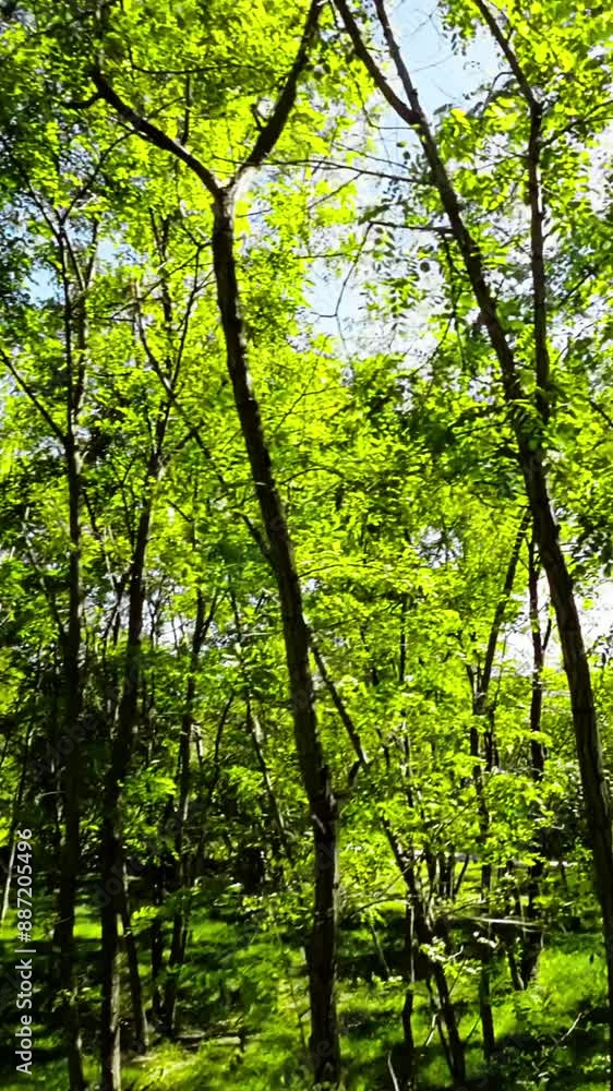 Take a break from the hustle and bustle of everyday life and immerse yourself in the calming atmosphere of the forest. This video will take you on a virtual walk through a lush green forest, where you Take a break from the hustle and bustle of everyday life and immerse yourself in the calming atmosphere of the forest. This video will take you on a virtual walk through a lush green forest, where you