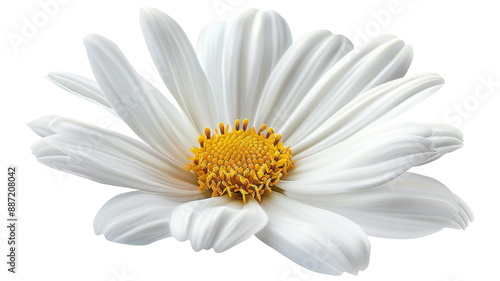 Common daisy blossom isolated on a white background. PNG format isolated on transparent background.