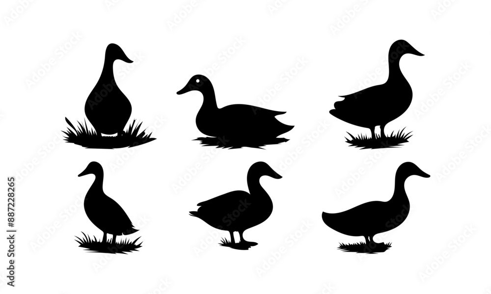 Duck different poses silhouettes set isolated on white background, Duck vectors set in black and white. Duck different poses silhouettes set isolated on white background, Duck vectors set in black and white.