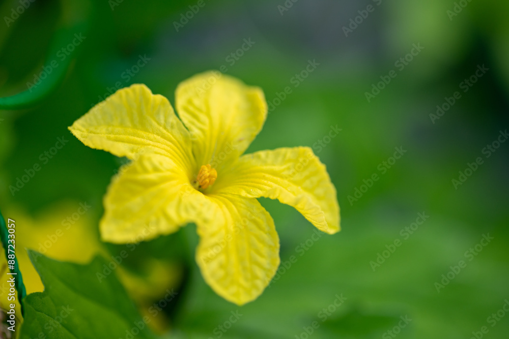 Male flower of bitter gourd (Momordica charantia var. pavel)