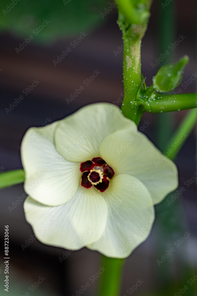 Full blooming of okra (Abelmoschus esculentus)