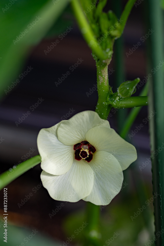 Full blooming of okra (Abelmoschus esculentus)
