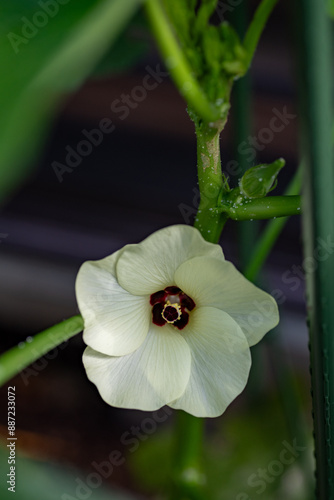 Obraz na płótnie Full blooming of okra (Abelmoschus esculentus) w salonie