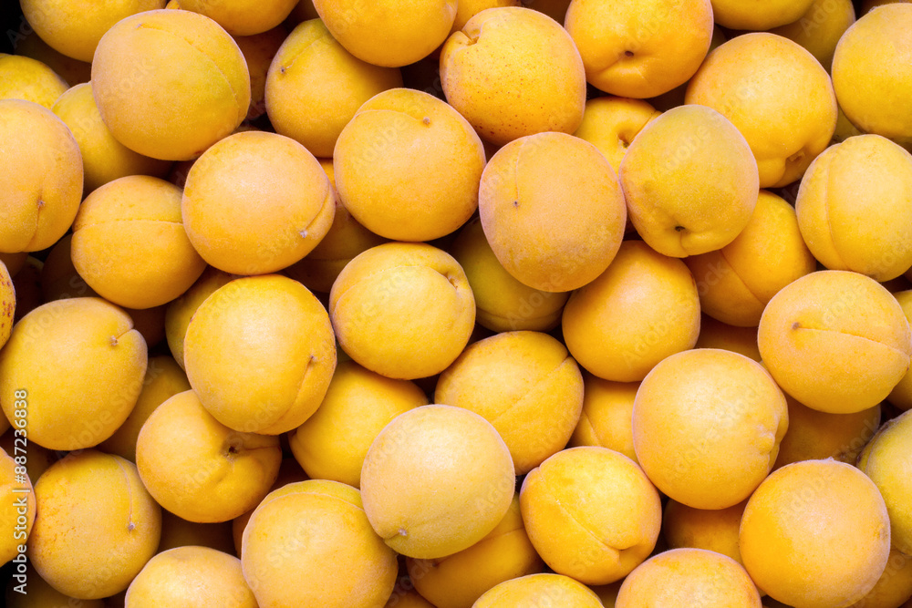 A lot of ripe natural apricots. Yellow apricots from the garden. A lot of ripe natural apricots. Yellow apricots from the garden.