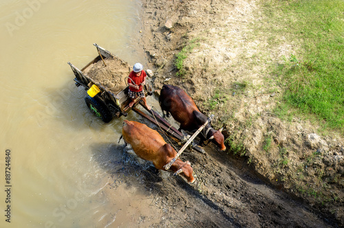Bilde på lerret Man picking up sand from the river and transporting it to shore by bullock cart
