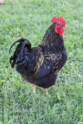 Beautiful rooster. The king of the farm photo