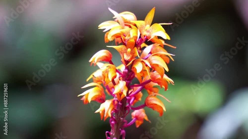 Brown birds nest orchids (Neottia nidus-avis) in the forest. photo