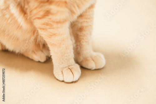 茶トラ猫の前足