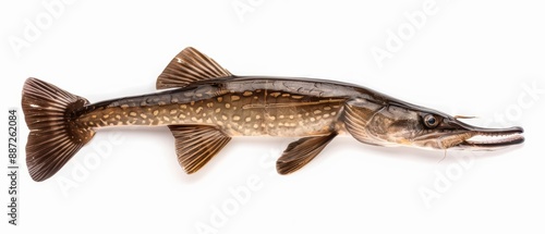 A paddlefish with a unique watercolor snout isolate on white background photo