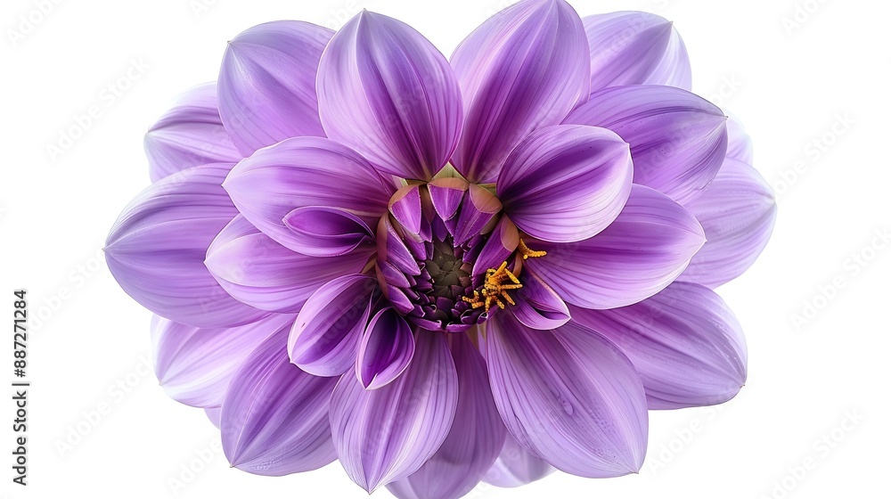 Purple dahlia Flower on a white isolated background with clipping path For design Closeup Nature : Generative AI Purple dahlia Flower on a white isolated background with clipping path For design Closeup Nature : Generative AI
