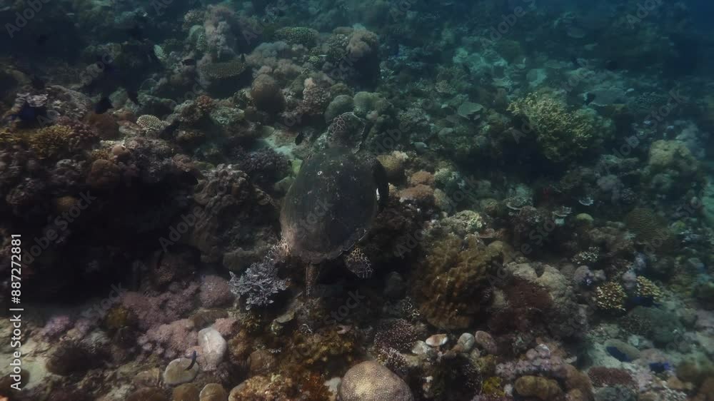 Hawksbill Sea Turtle Swimming above Corals and towards surface for air Hawksbill Sea Turtle Swimming above Corals and towards surface for air