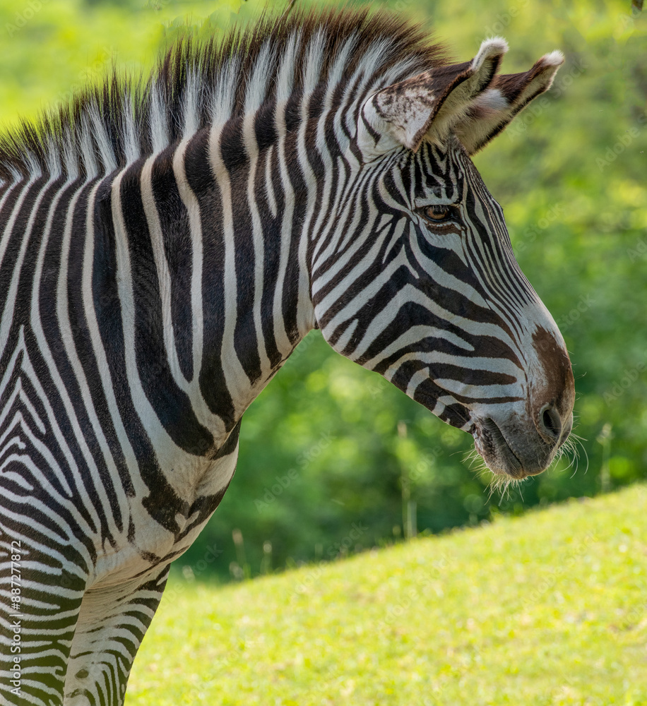 zebra in zoo