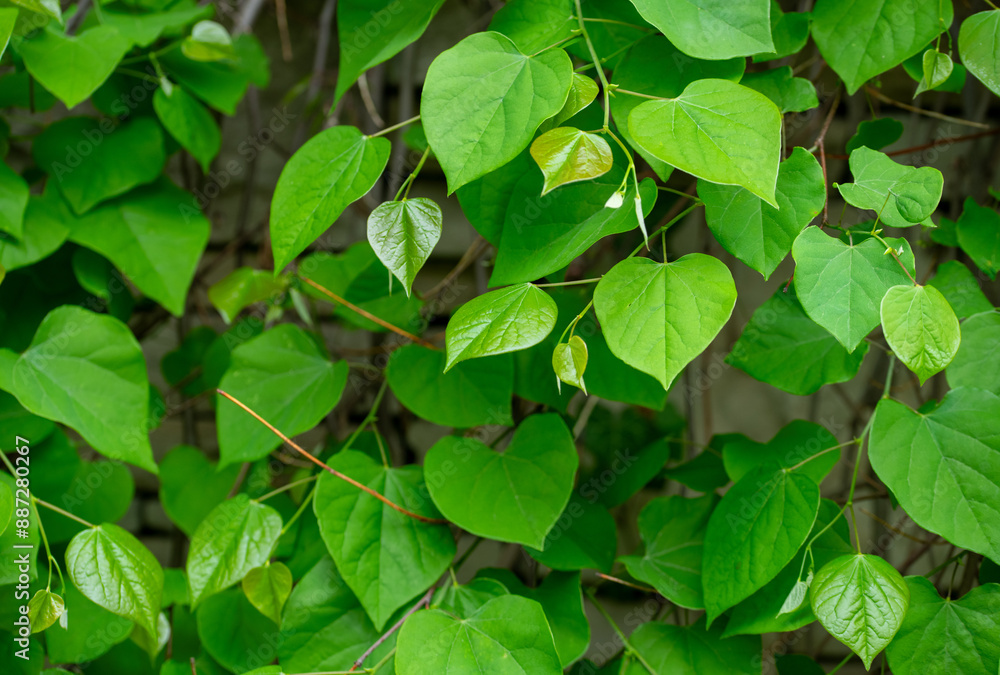 green leaves background