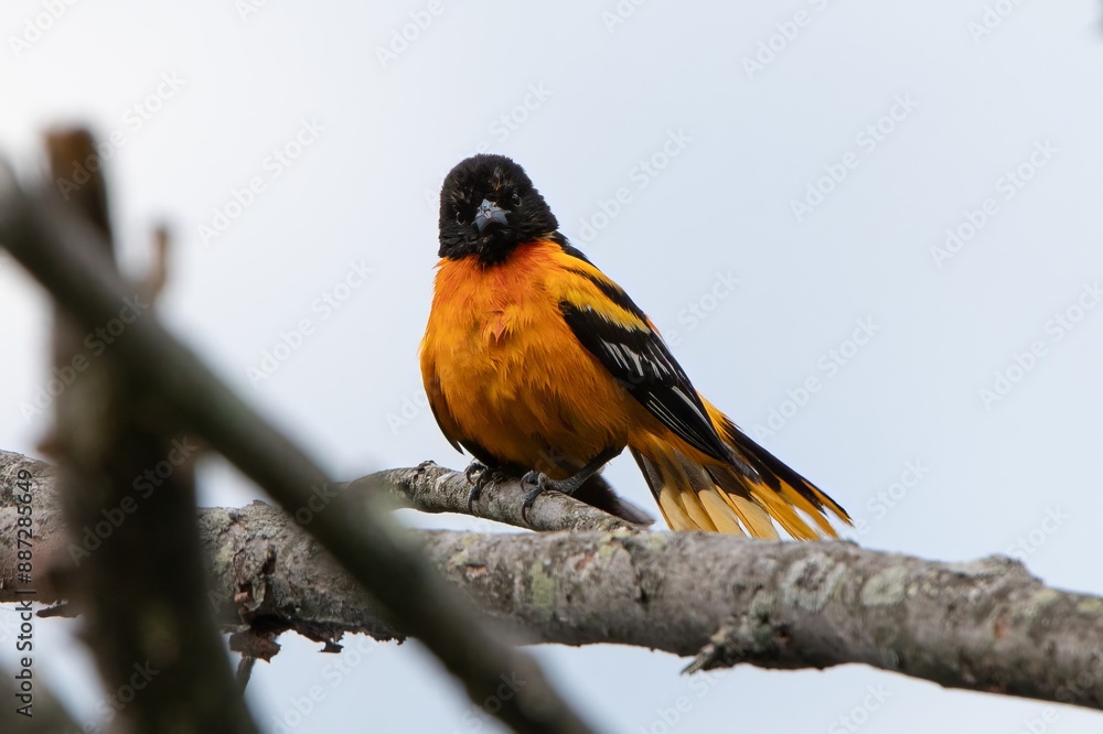 Baltimore Oriole 2 Baltimore Oriole 2
