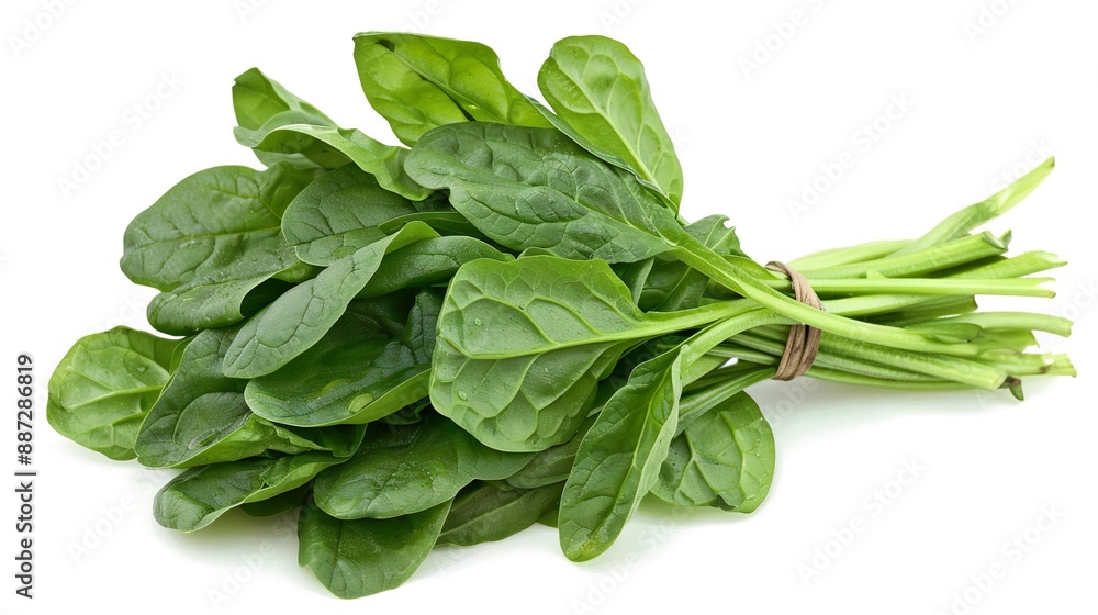 A bunch of fresh spinach leaves, isolated on a white background. A bunch of fresh spinach leaves, isolated on a white background.