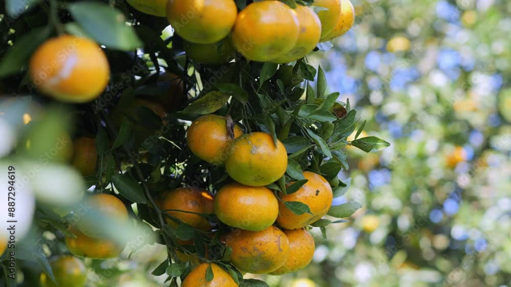 Fresh ripe oranges hanging on tree in orchard. High quality 4k footage Fresh ripe oranges hanging on tree in orchard. High quality 4k footage
