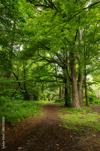 path in the forest