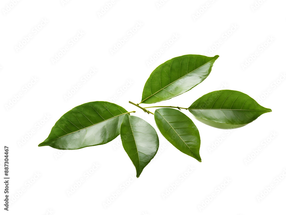 lime leaves isolated on transparent background lime leaves isolated on transparent background