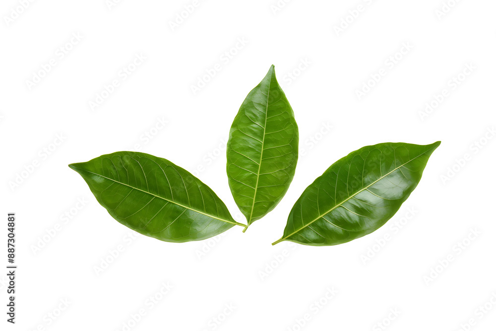lime leaves isolated on transparent background lime leaves isolated on transparent background