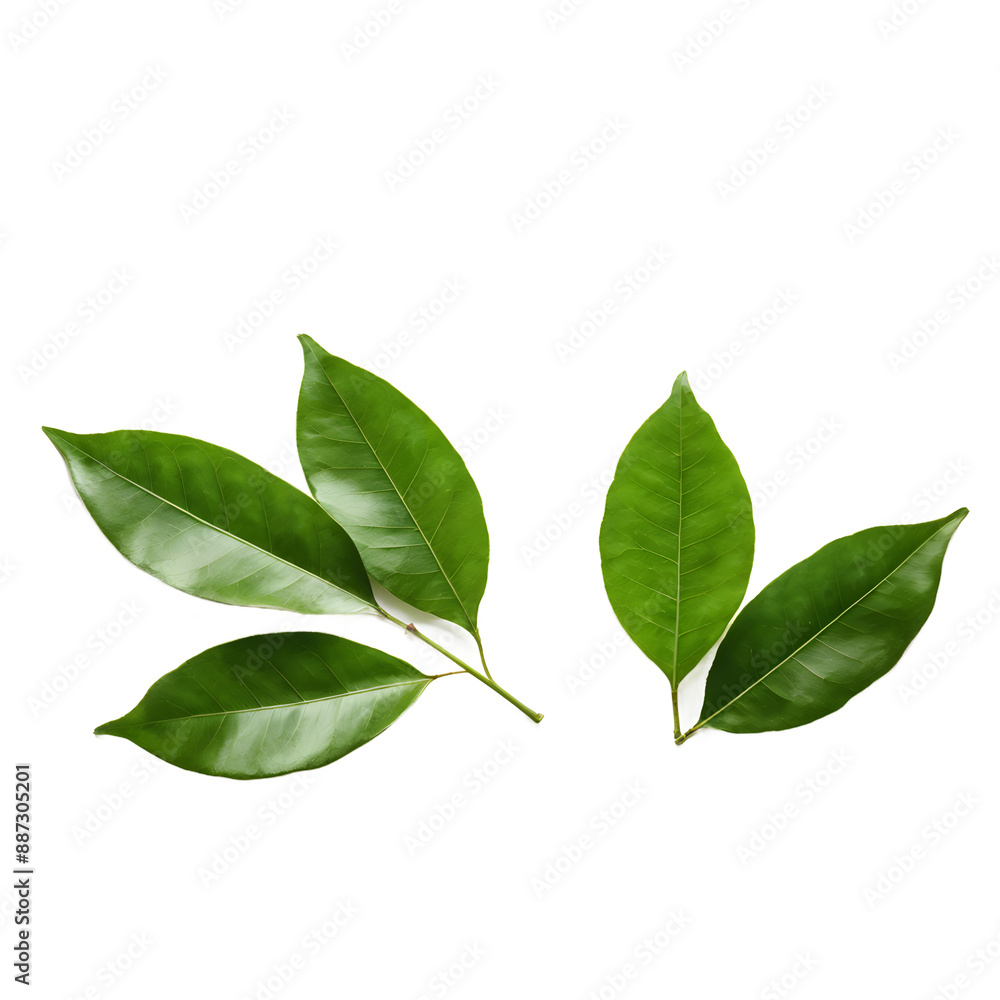 lime leaves isolated on transparent background lime leaves isolated on transparent background