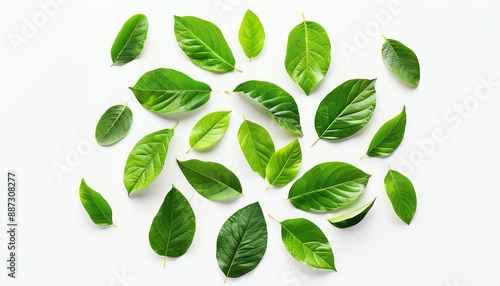 A variety of green leaves are arranged on a white background