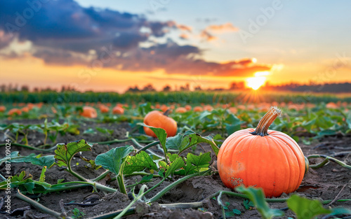 Pumpkin farm, sunrise hour. Farming or halloween concept