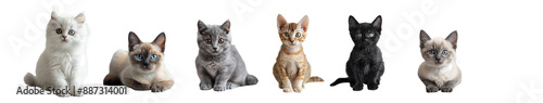 Cats group studio portrait shot photo set on white background . Various breeds of cat together in row with distance seperate between the cats .