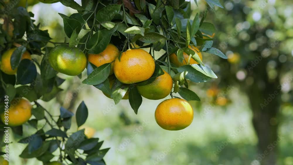 Fresh ripe oranges hanging on tree in orchard. High quality 4k footage Fresh ripe oranges hanging on tree in orchard. High quality 4k footage