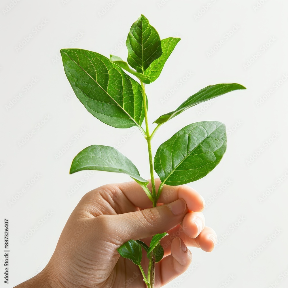 Hand holding a young green plant with fresh leaves, representing growth, nature, and environmental care on a white background. Hand holding a young green plant with fresh leaves, representing growth, nature, and environmental care on a white background.