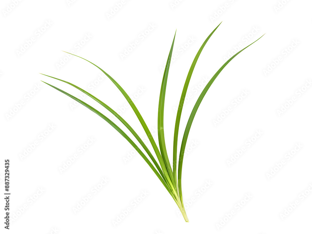 lemongrass isolated on transparent background lemongrass isolated on transparent background