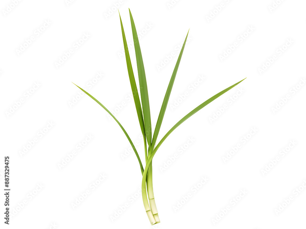 lemongrass isolated on transparent background lemongrass isolated on transparent background
