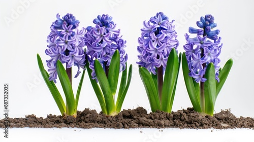 Isolated Hyacinth Flower on White Background Spring Gardening Idea