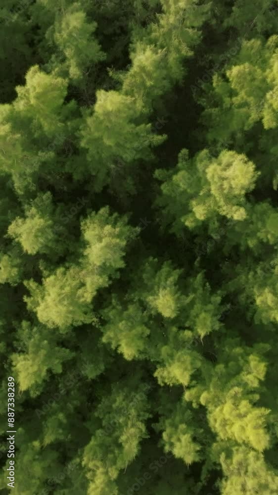 An aerial view of the Pine trees Forest with sunset scene, Vertical video An aerial view of the Pine trees Forest with sunset scene, Vertical video