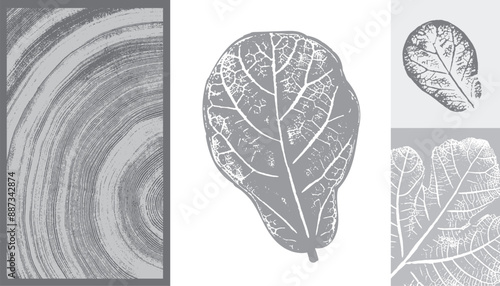 Decorative fig leaf silhouette prints and wood block prints. Monotone gray and white botanical tree rings impression print.